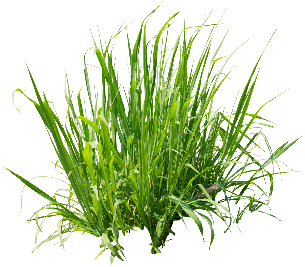 Grass Leaves Cutout