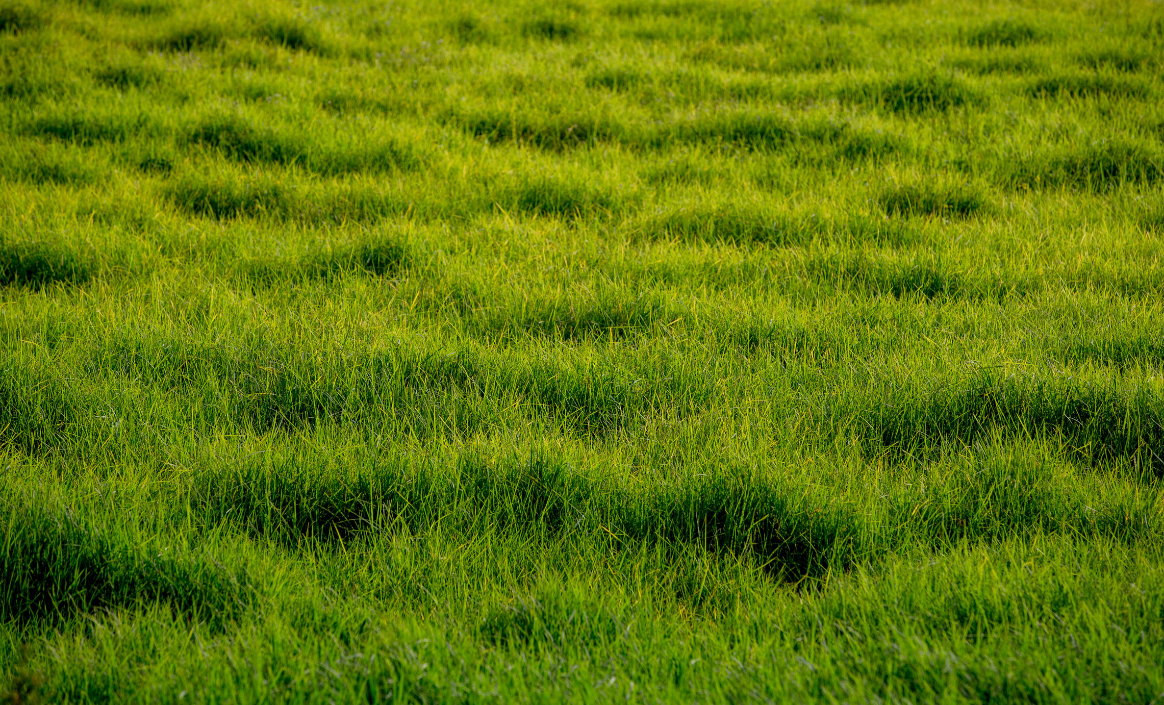 Meadow Grass